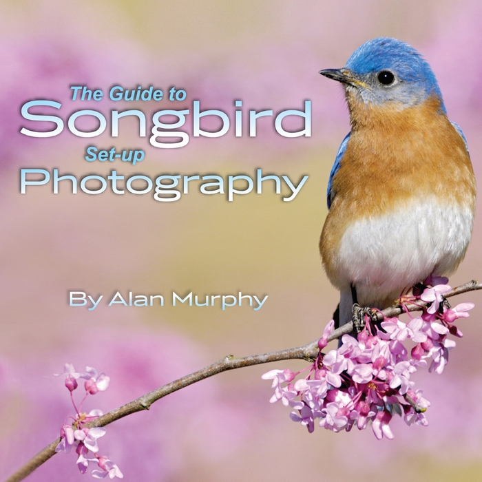 The Guide of Songbird Set-up Photography