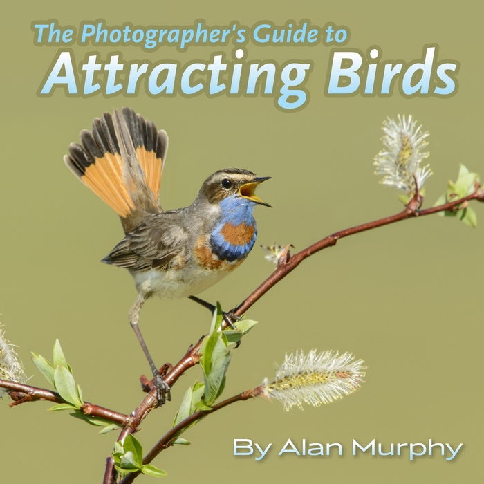 The Photographers Guide to Attracting Birds