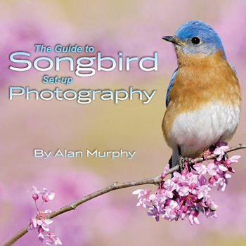 The Guide to Songbird Setup Photography