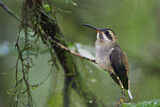 Image. Östlicher Langschwanz-Schattenkolibri