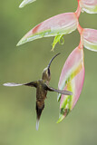 Image. Östlicher Langschwanz-Schattenkolibri