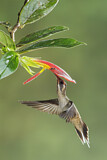 Image. Östlicher Langschwanz-Schattenkolibri