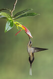 Image. Östlicher Langschwanz-Schattenkolibri