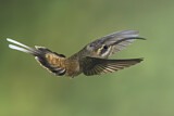 Image. Östlicher Langschwanz-Schattenkolibri