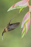 Image. Östlicher Langschwanz-Schattenkolibri