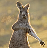 Image. Östliches Graues Riesenkänguru