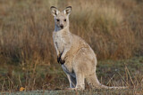 Image. Östliches Graues Riesenkänguru