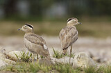 Image Category. Peruvian Thick-knee