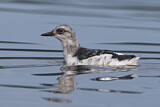 Image Category. Alkenvögel
