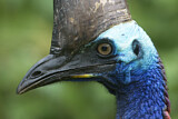 Image Category. Kasuare