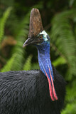 Image Category. Kasuare