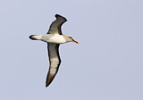 Image Category. Bulleralbatros