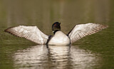 Image Category. Seetaucher