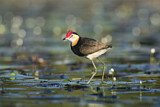 Image Category. Kammblatthühnchen