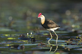 Image Category. Kammblatthühnchen