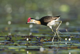 Image Category. Kammblatthühnchen