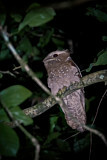 Image Category. Frogmouths
