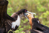 Image Category. Fregattvögel