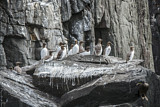 Image Category. Alkenvögel