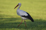 Image Category. Storks