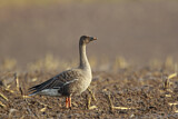 Image Category. Tundra Bean Goose