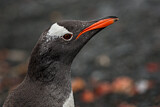 Image Category. Eselspinguin