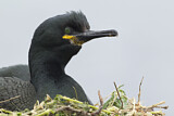Image Category. Kormorane