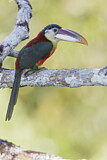 Image Category. Toucans