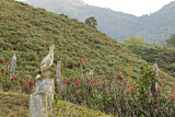 Image Category. Seriemas