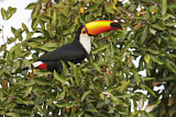 Image Category. Tukane