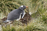 Image Category. Eselspinguin
