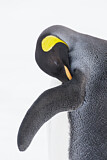 Image Category. Königspinguin
