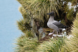 Image Category. Graumantelalbatros