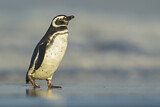 Image Category. Magellanpinguin