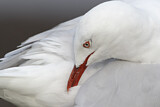 Image Category. Möwen