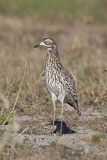 Image Category. Kaptriel
