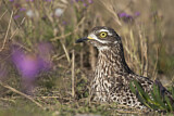 Image Category. Spotted Thick-knee