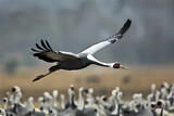 Image Category. Kraniche