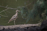 Image Category. Senegaltriel