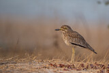 Image Category. Senegal Thick-knee