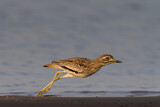 Image Category. Senegaltriel