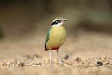 Image Category. Pittas