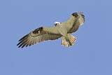 Image Category. Ospreys