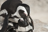 Image Category. African Penguin