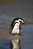 Image Category. Brillenpinguin