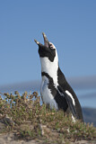 Image Category. Brillenpinguin
