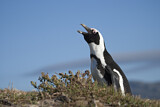 Image Category. Brillenpinguin