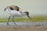 Image Category. Pied Avocet