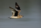Image Category. Sandbrachschwalbe