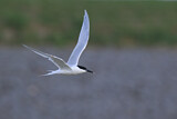 Image Category. Seeschwalben